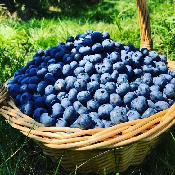 Sumptuous Blueberries