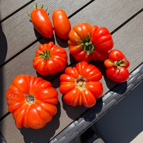 Heirloom Tomatoes