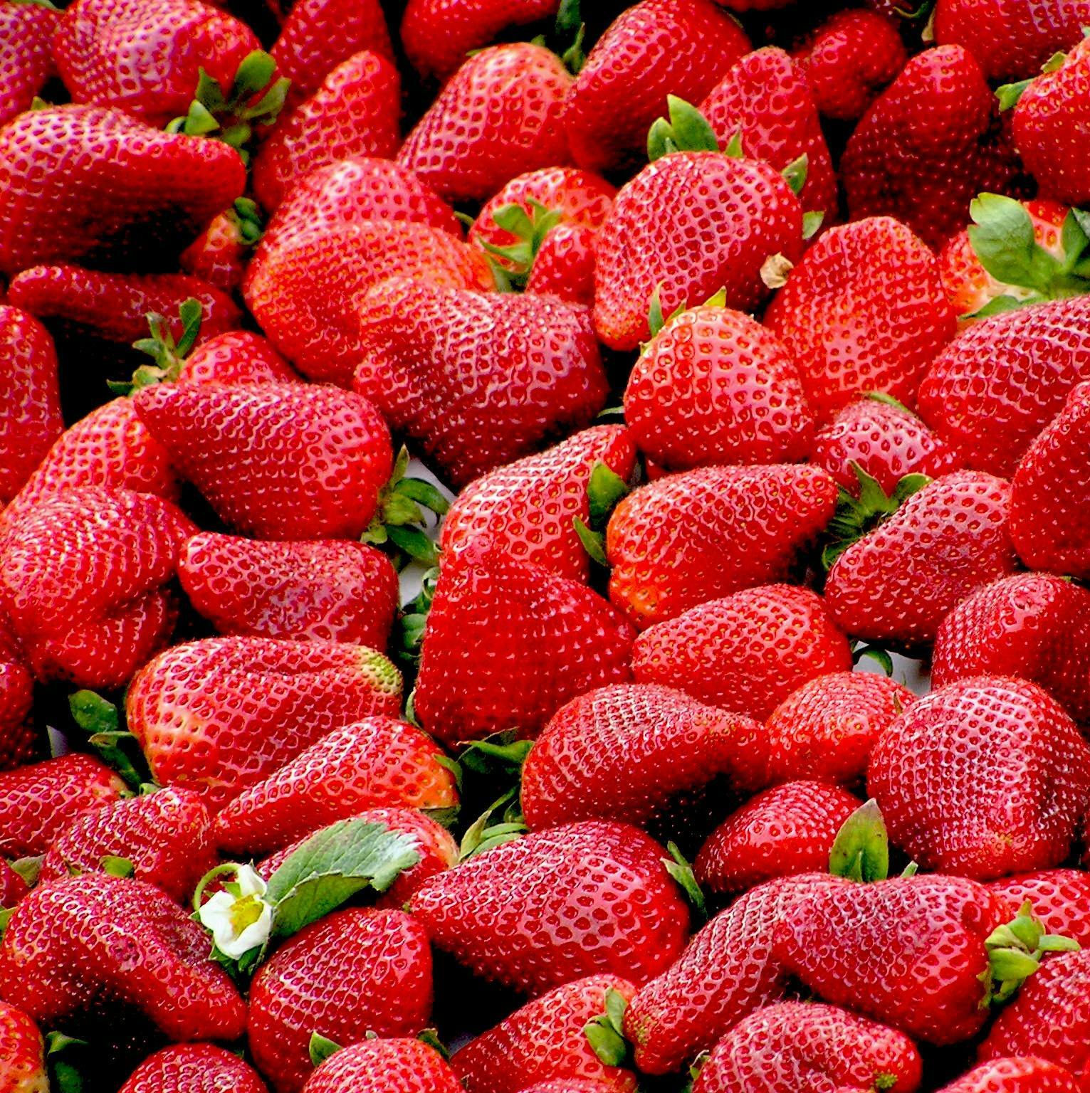 Fresh Strawberries