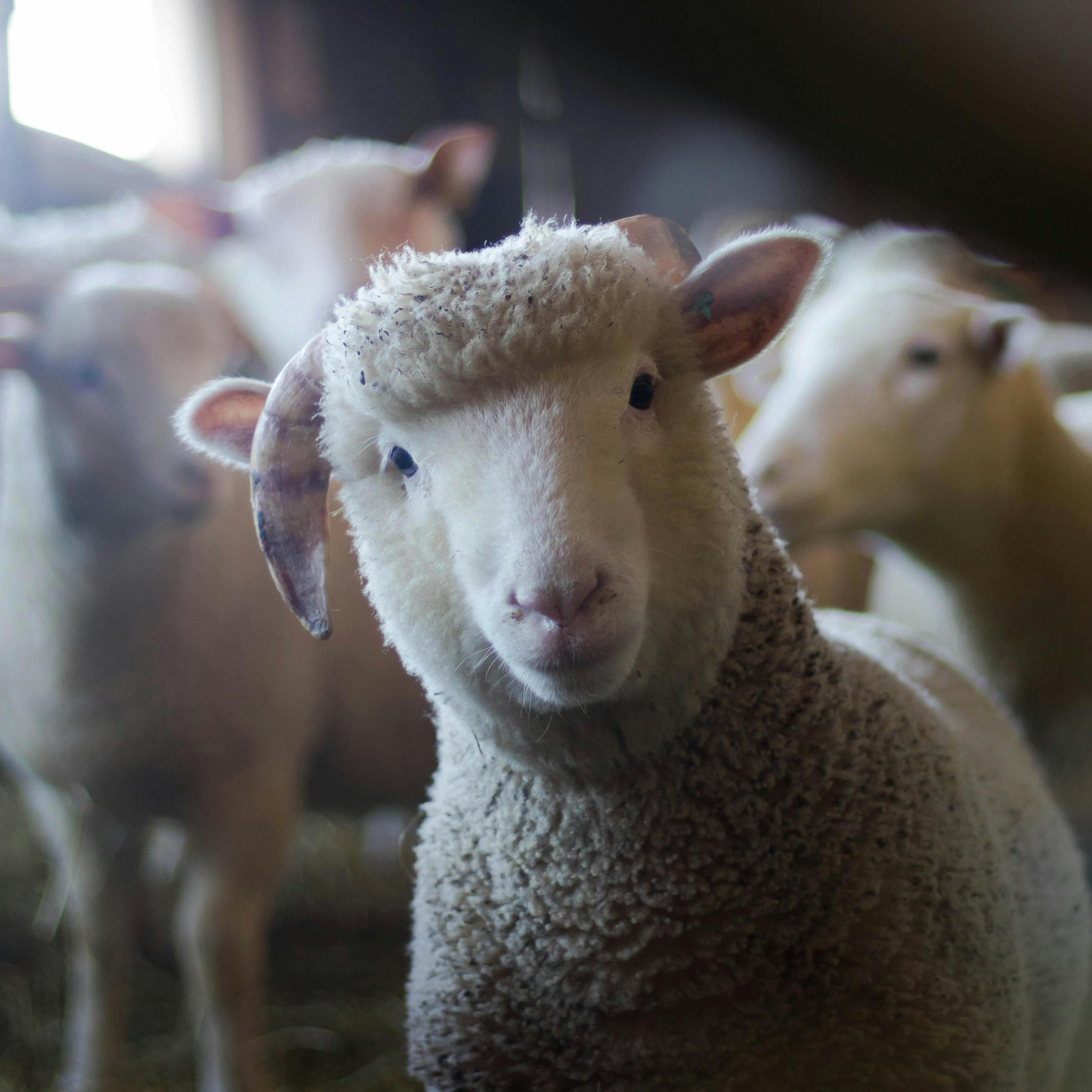 Organic Lamb