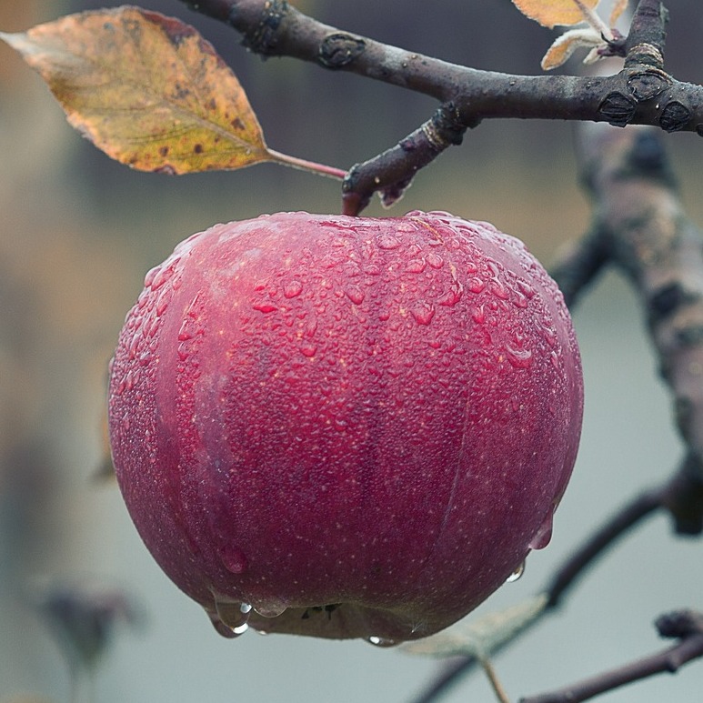 Fresh Apples