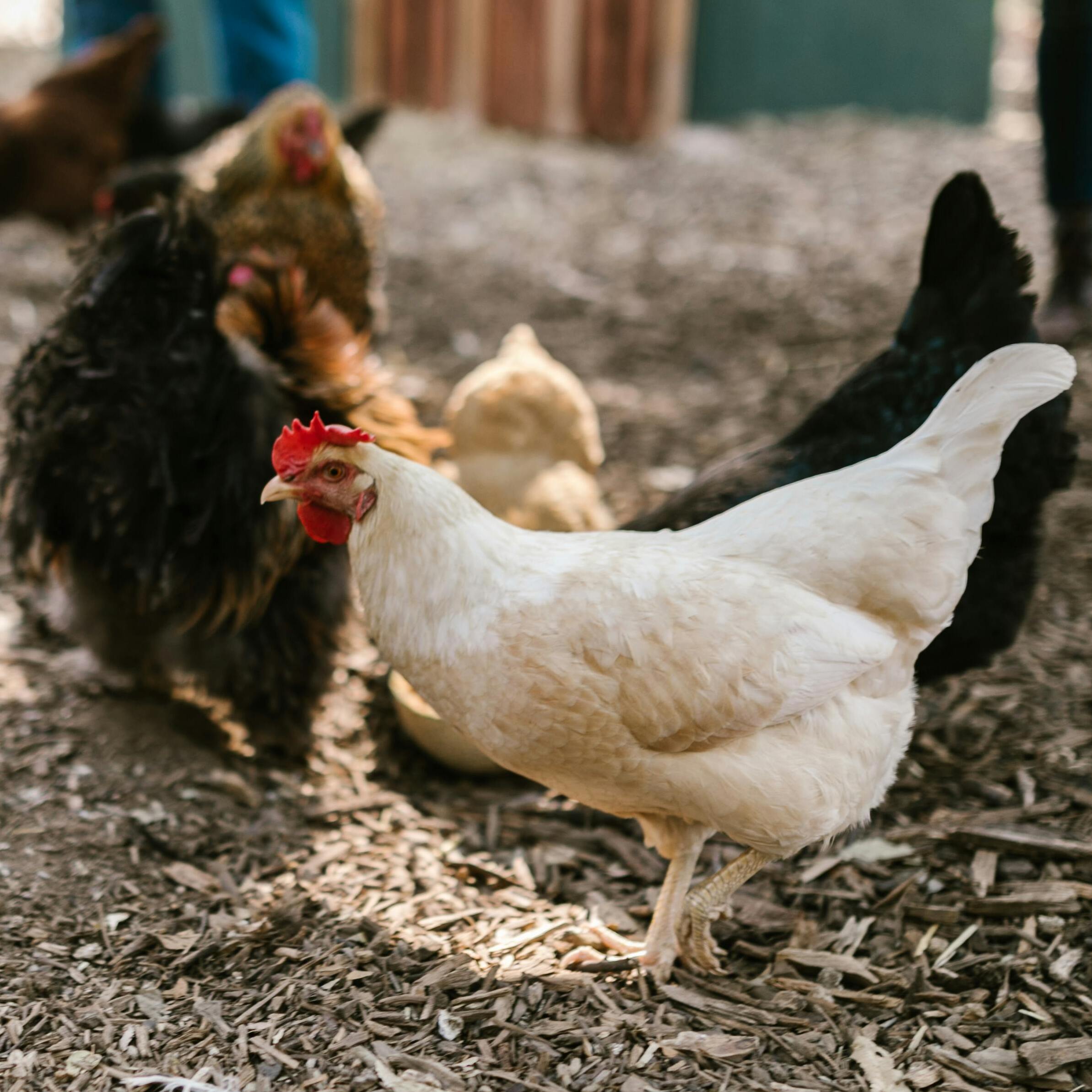 Organic Chicken